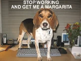 beagle-hassle