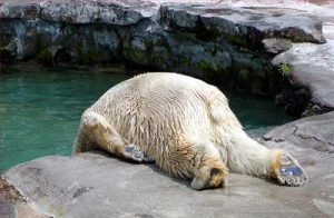 sick bear