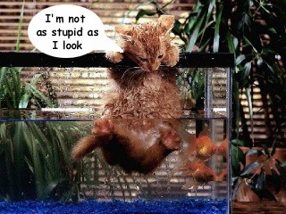 wetcat