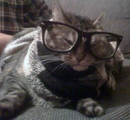 kitteh with glasses