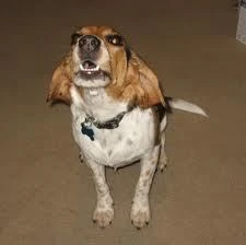 angry beagle