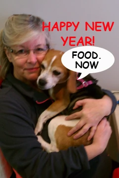 lynn-beagle