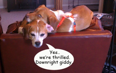 beagle kittehs