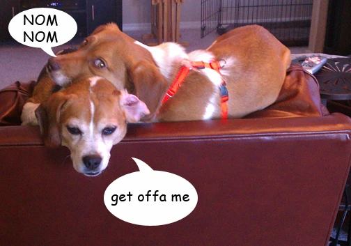 beagle kittehs speech bubble