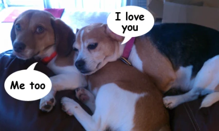 beagle love