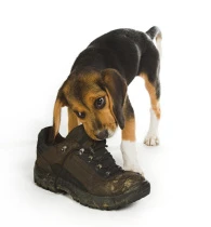beagle trying on shoes