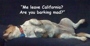 Ca beagle