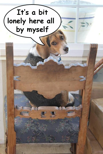 beagle all alone