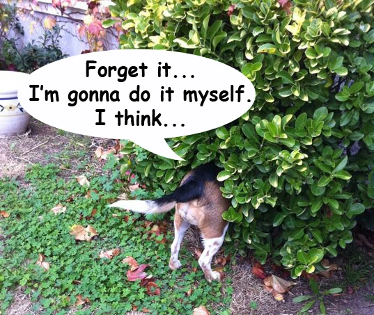 beagle back yard