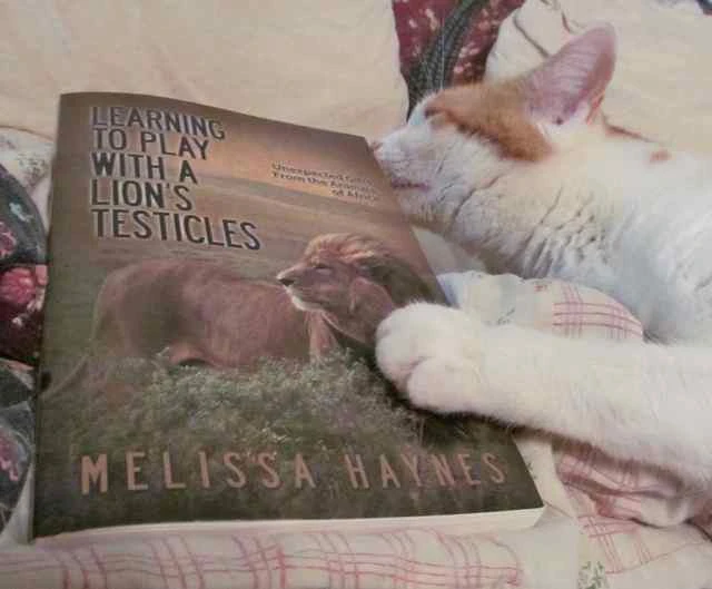 reading kitteh