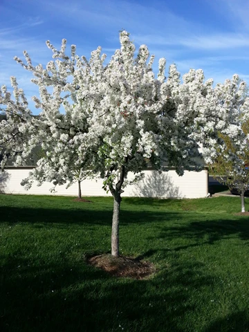 flowering tree