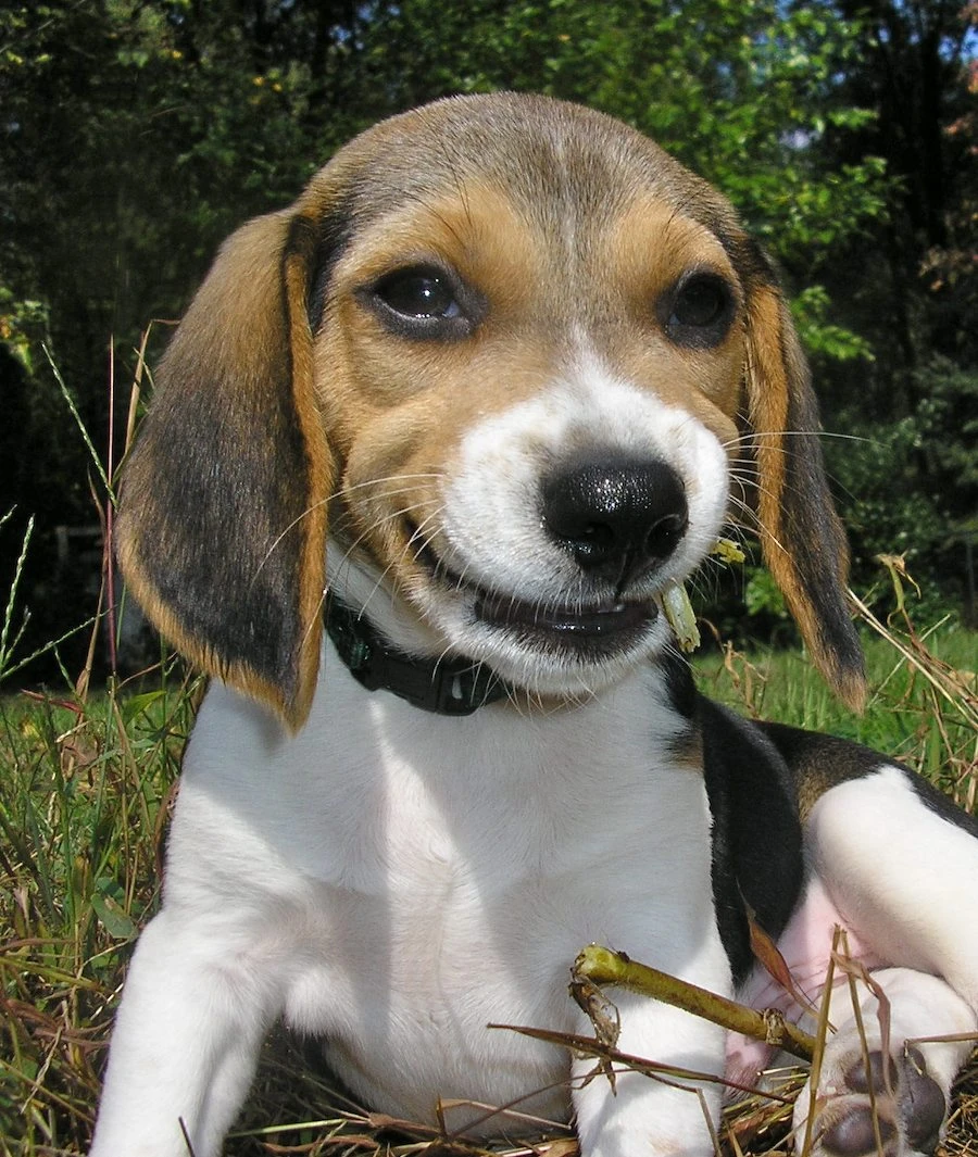 beagle-smile