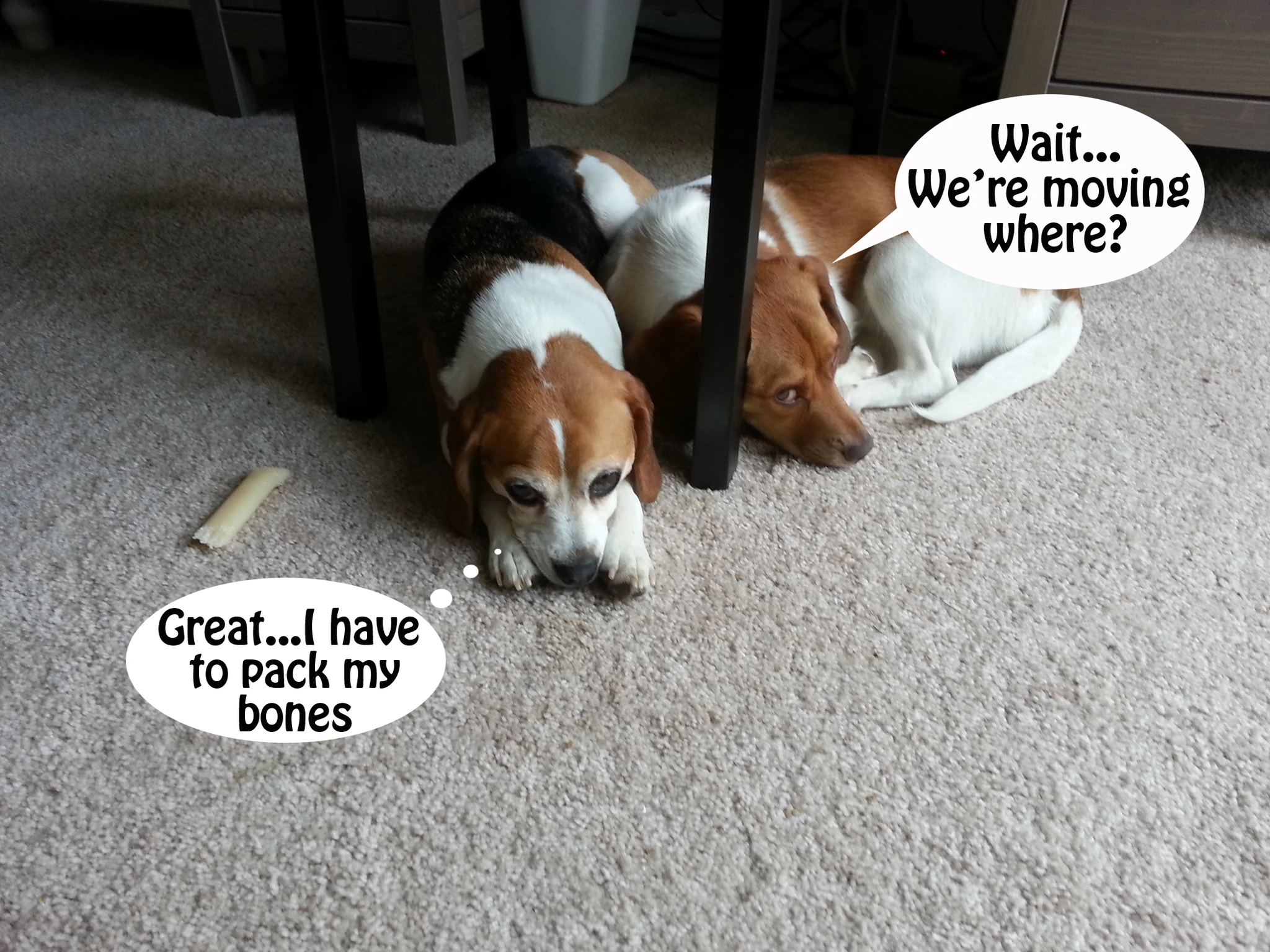 moving beagles