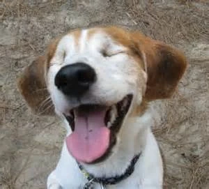 laughing beagle
