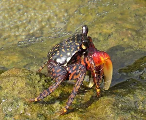 halloweencrab