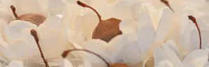 candy bar front