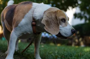 easter beagle