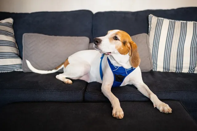 beagle-weekend