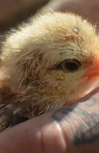 A Chick in the Cockpit -final