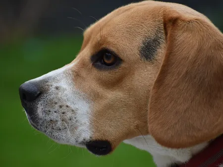 beagletrouble