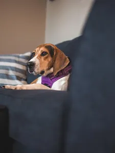 beagle hugs